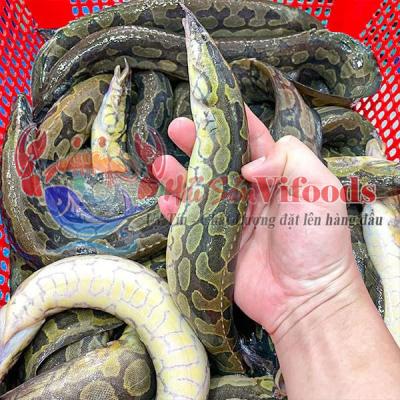 Cá chạch lấu thịt giao tận nơi TPHCM 0.8-1.2 kg/con