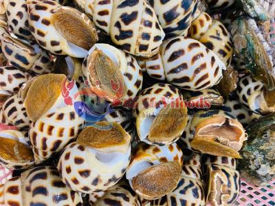 Địa Chỉ Bán Ốc Hương Cồ Chất Lượng Giá Sỉ
