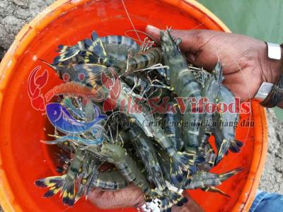 Mua tôm sú sống giá rẻ ở đâu uy tín tại tphcm