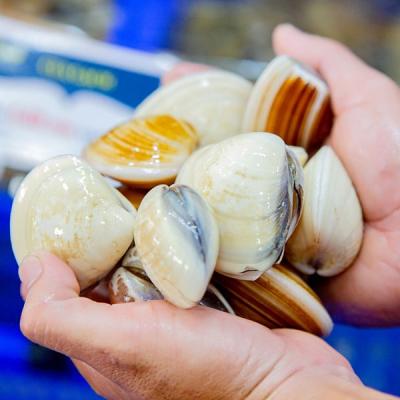 Ngao trắng bổ dưỡng giá sỉ tại Tp HCM