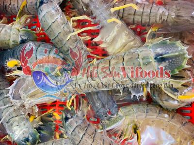 Tôm tích tươi sống hàng cung cấp mỗi ngày tại TP.HCM