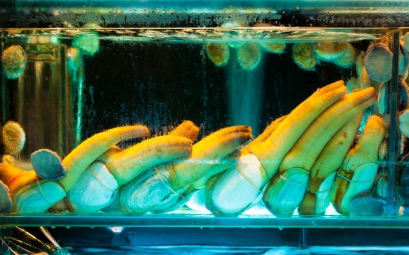Ốc vòi voi 1kg giá bao nhiêu? Mua ở đâu? Ốc vòi voi 1kg giá bao nhiêu? Mua ở đâu?